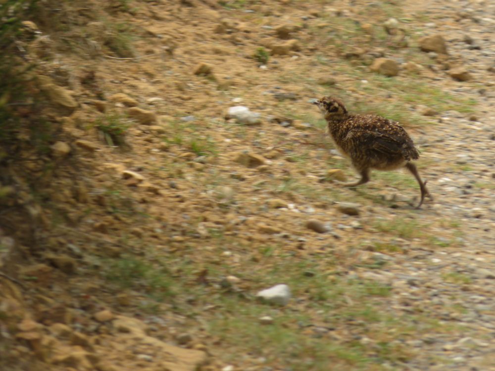 Red Grouse chick catching up with its mum