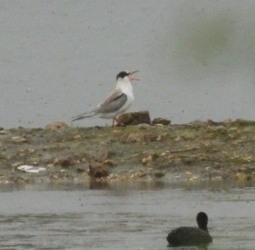 Juvenile Common Tern waiting to be fed