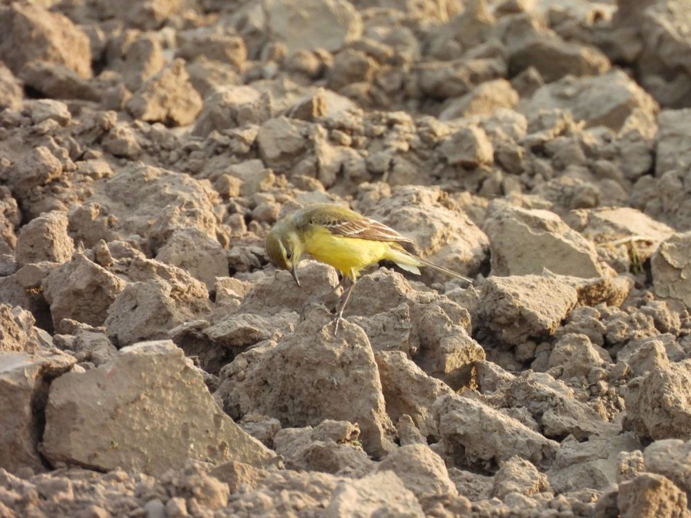 Yellow wagtail searching the parched soil for insects 
