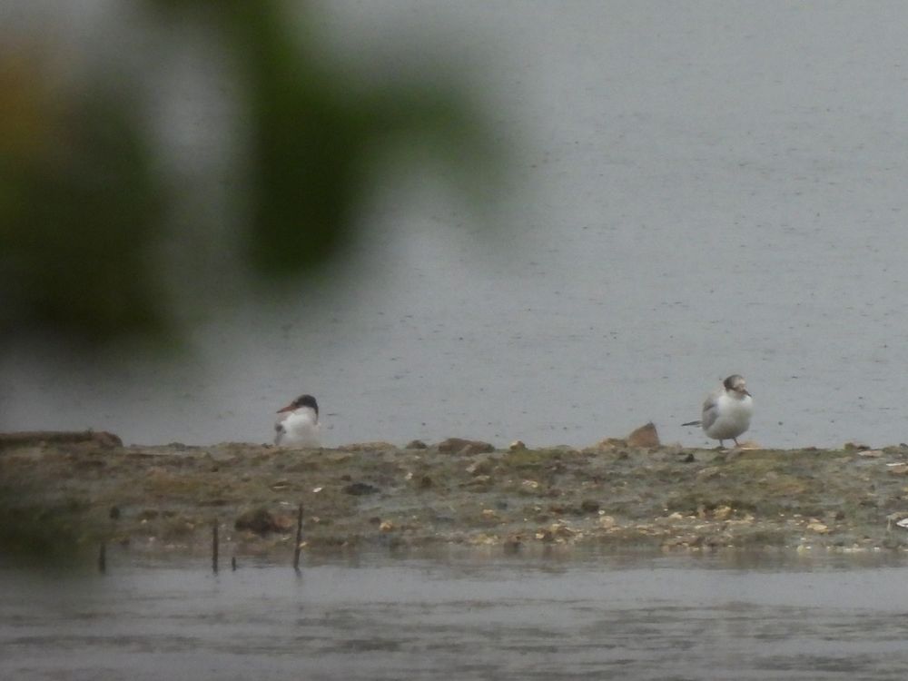 Juvenile Common Terns 