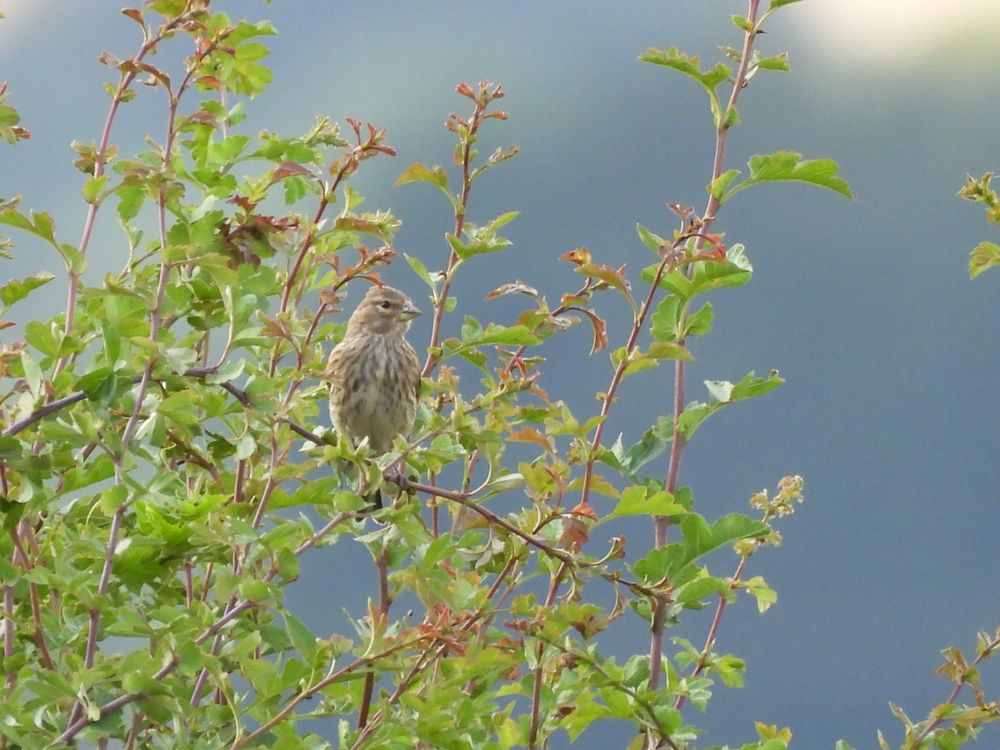Linnet 