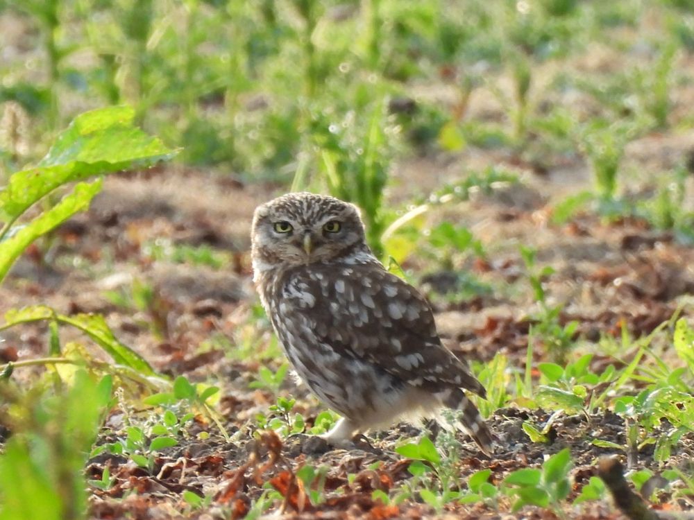 My favourite "Little Owl" down at ground level