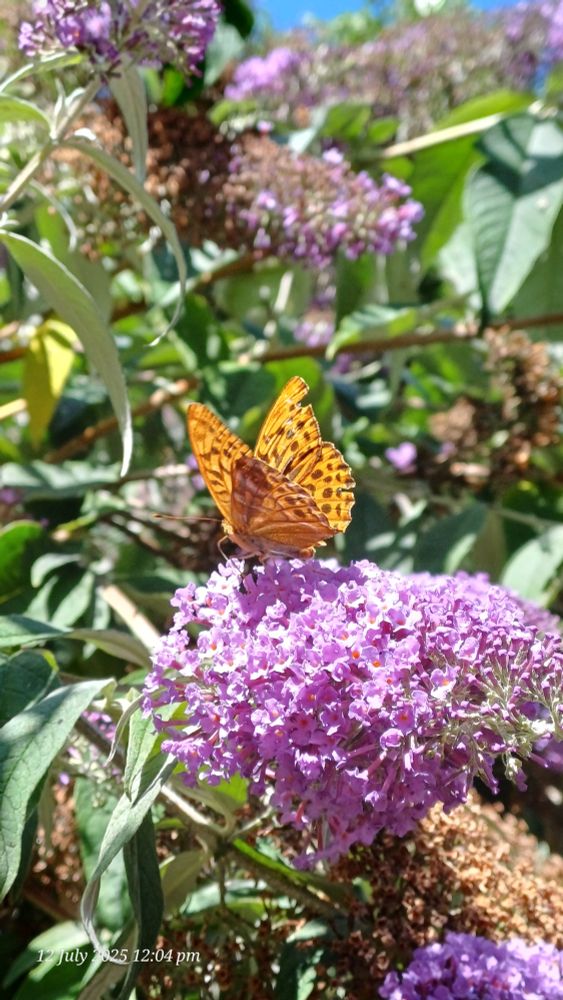 Silver-washed Fritillary with wings slightly open on Buddleia 