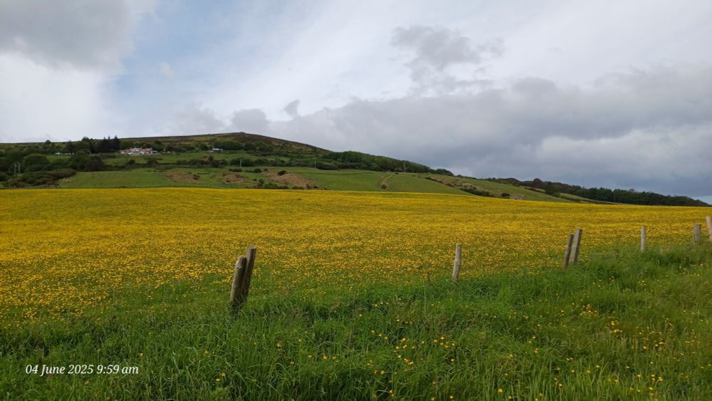 Field of buttercups 