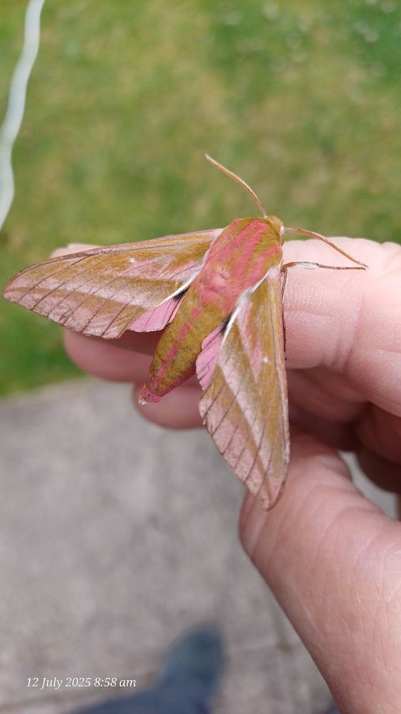 Elephant hawk moth 