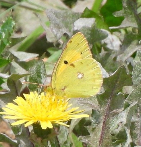 Clouded Yellow butterfly on a dandelion flower