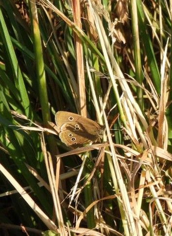 Ringlet butterfly resting on grass