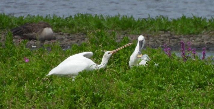 Juvenile Spoonbill pestering the adult by tapping its bill