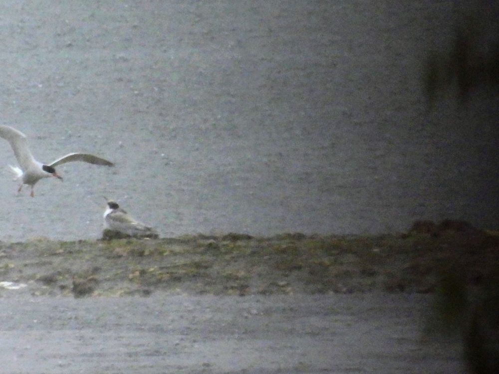 Juvenile Common Terns being fed in the rain