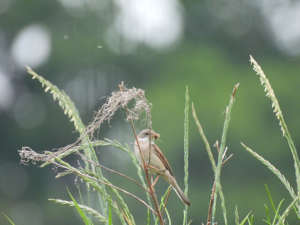 Whitethroat with a beak full of grubs