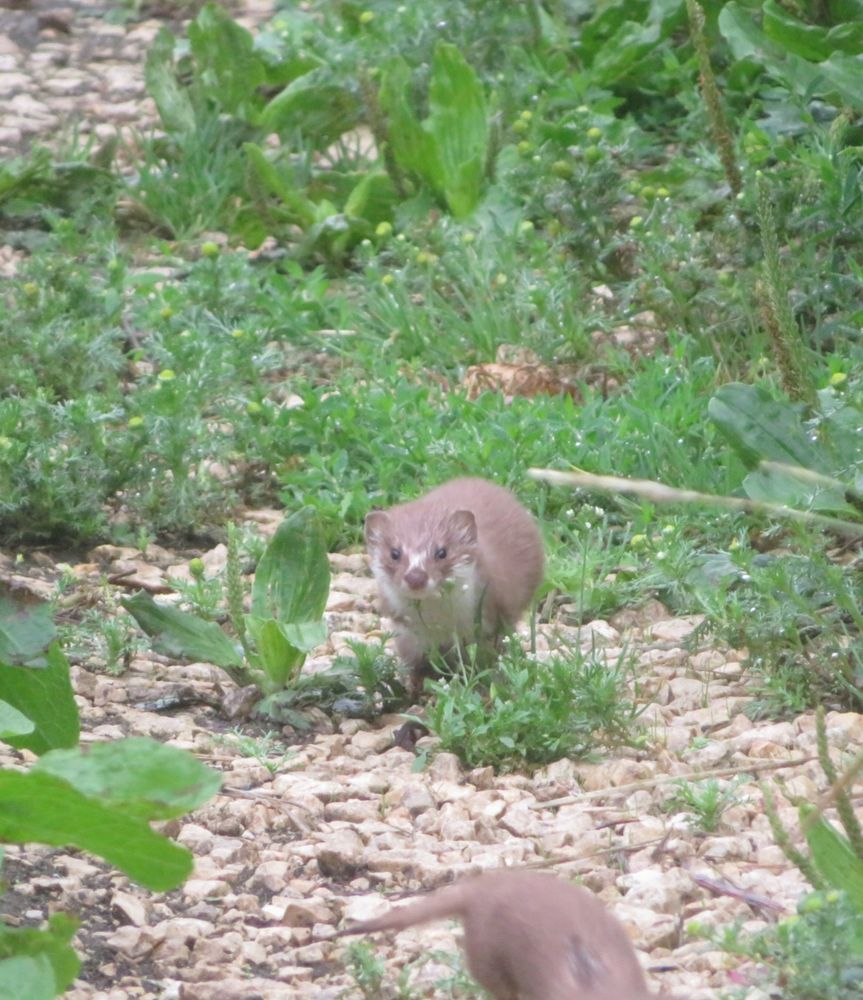 2 Weasels running along the path