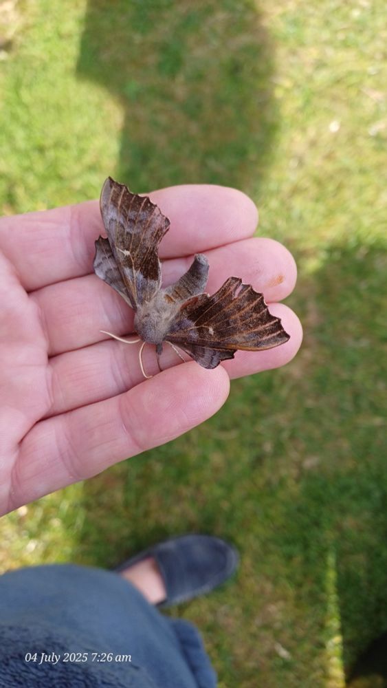 Poplar Hawk moth