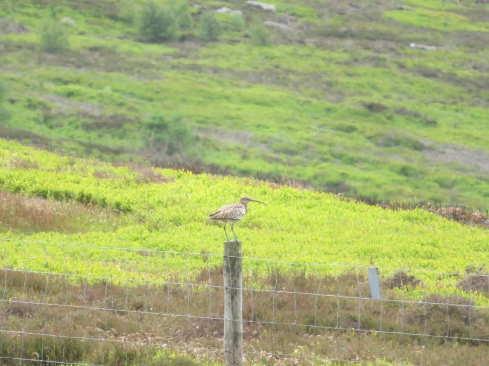 Curlew on a post