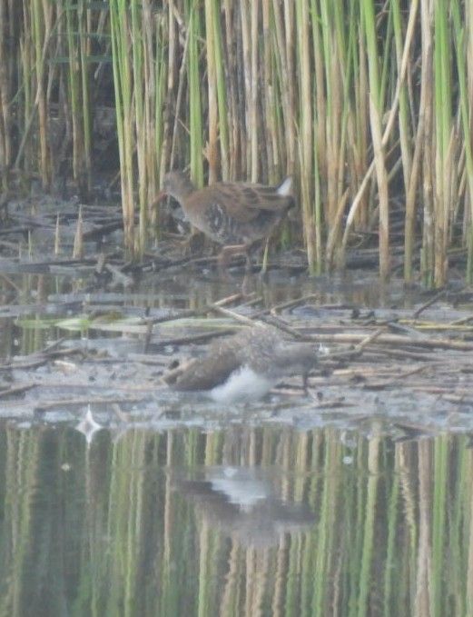 Water Rail and Green Sandpiper