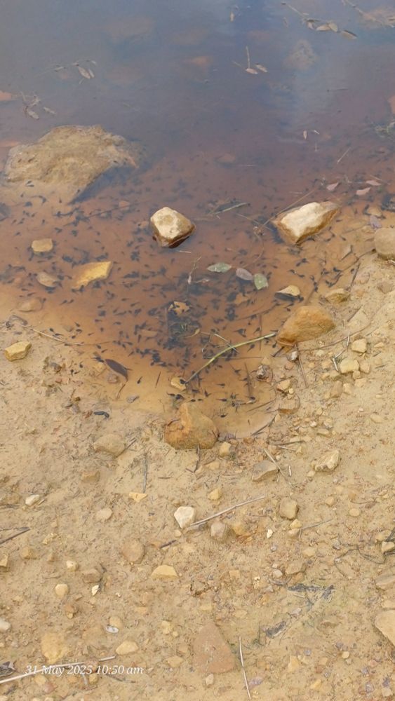 Tadpoles on the top of the Moors 