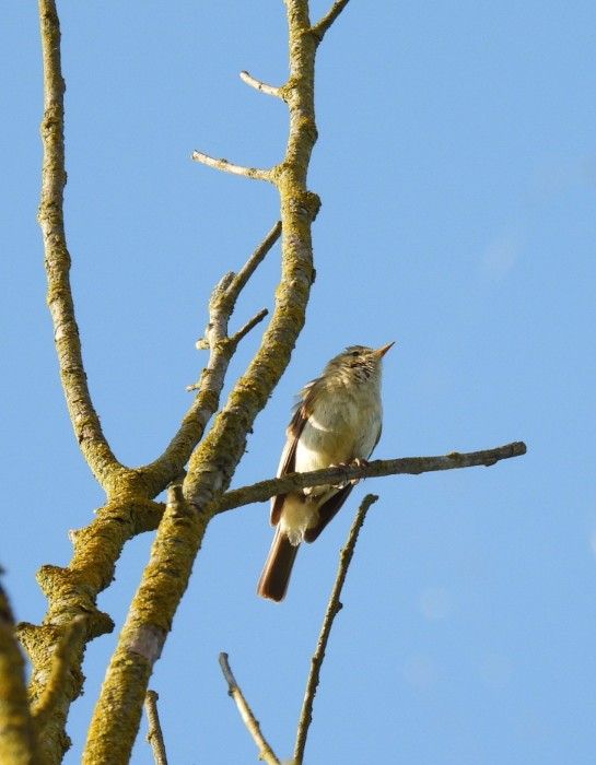 Chiffchaff singing