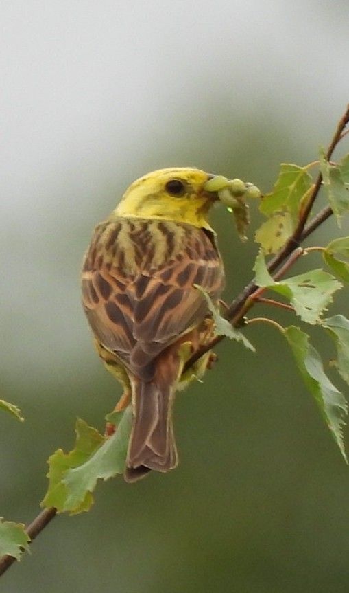 Yellowhammer with a beak full of caterpillars 