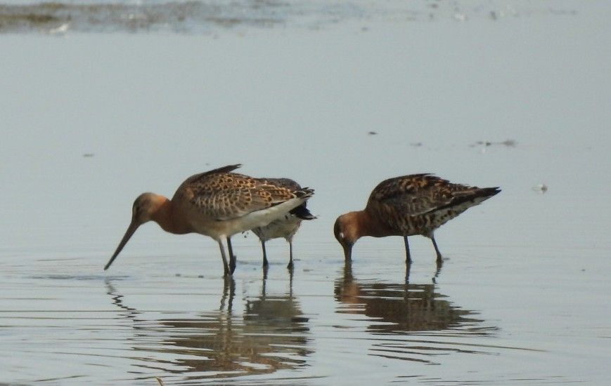 Black-tailed Godwits 