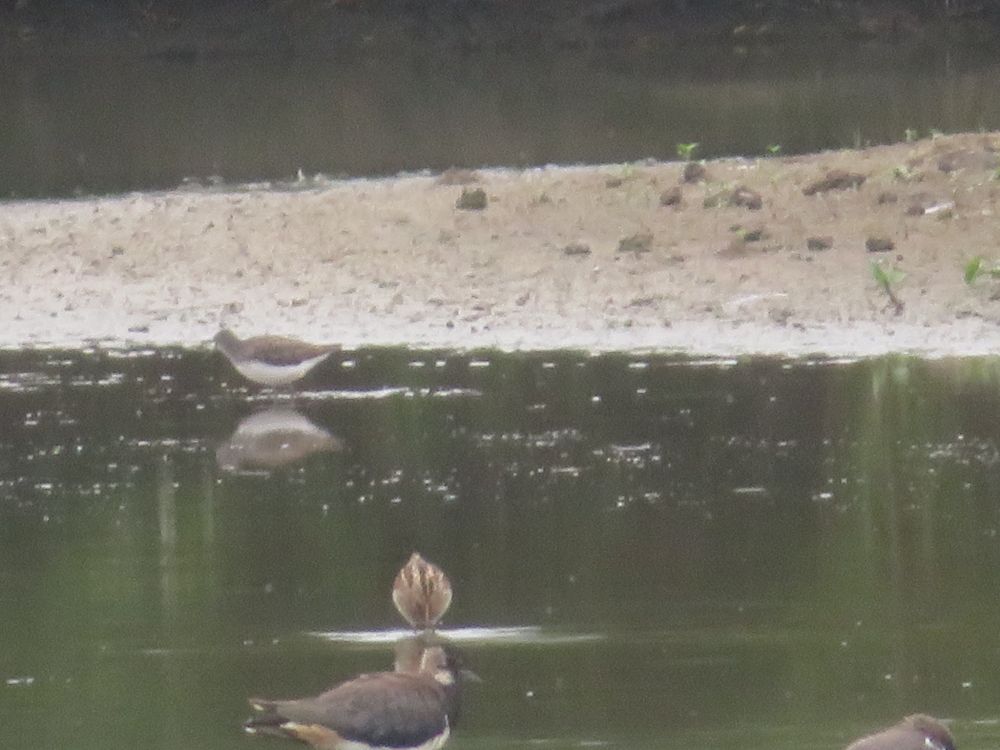 Green Sandpiper, Snipe, and lapwings 