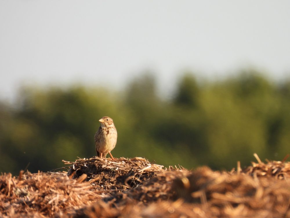 Corn bunting on the muck heap 