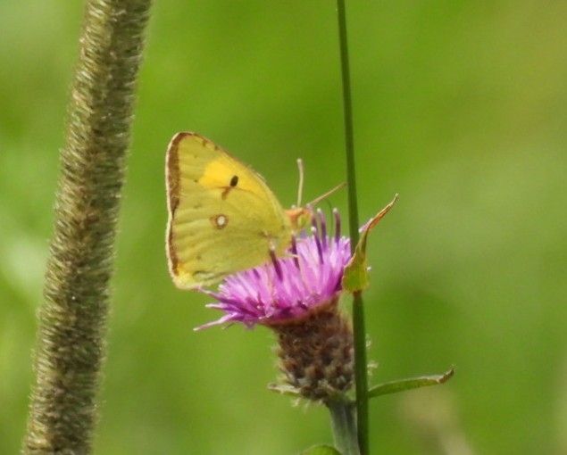 Clouded Yellow butterfly on a nap weed flower