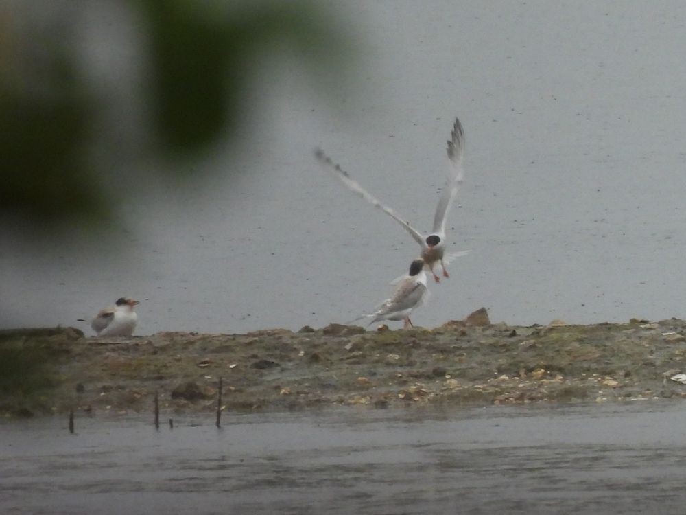 Juvenile Common Terns beeing fed