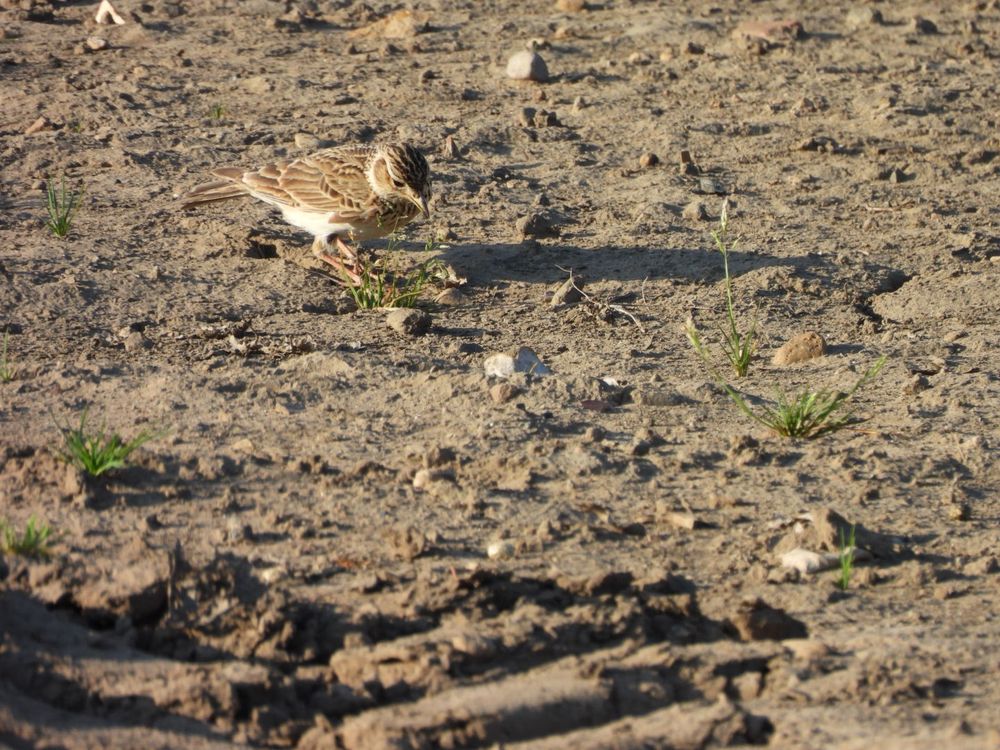 Skylark