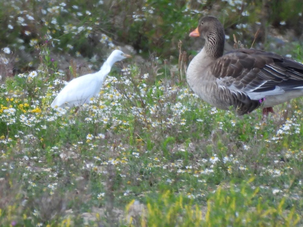 Cattle egret and Greylag