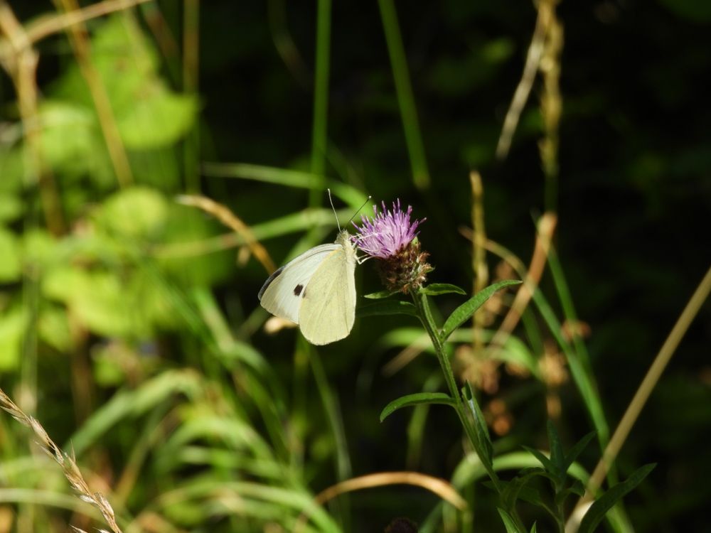 Large white butterfly. 