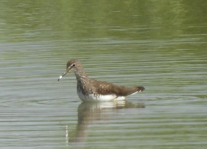 Green Sandpiper 
