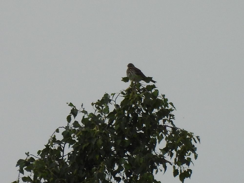 Tree Pipit 