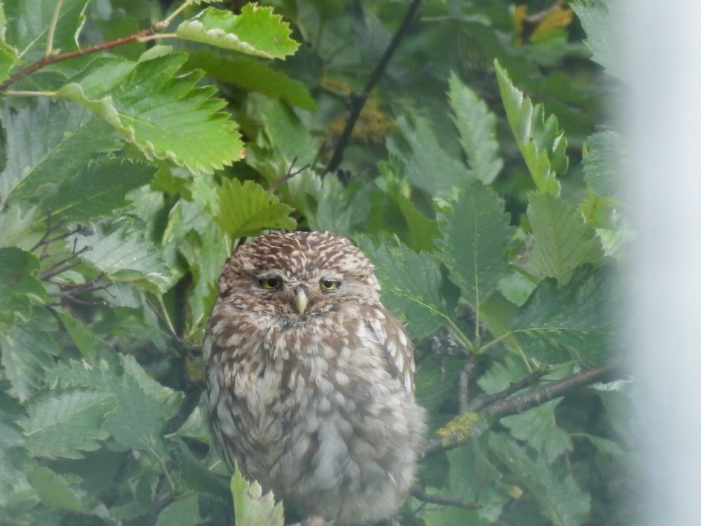 Little Owl 