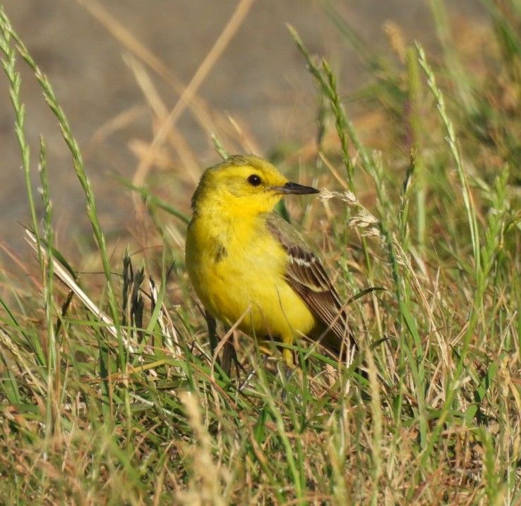 Yellow wagtail 