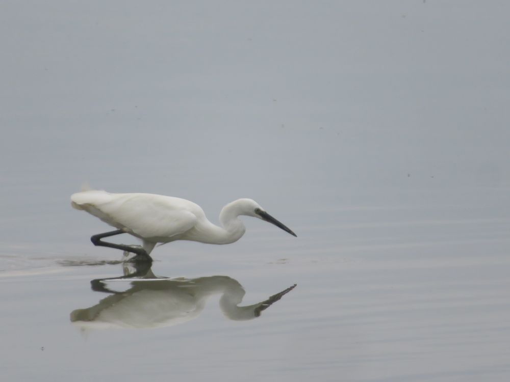 Little egret hunting