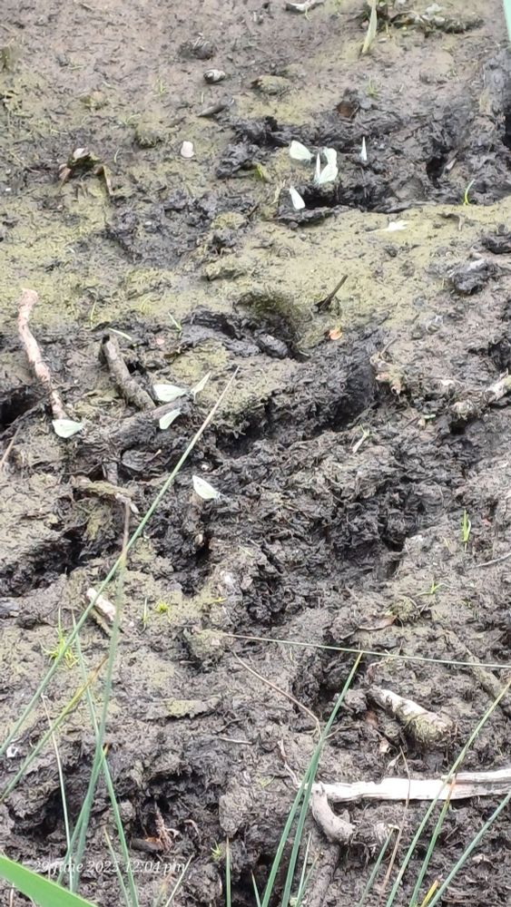 Small and green veined white butterflies taking moisture from the last remaining mud