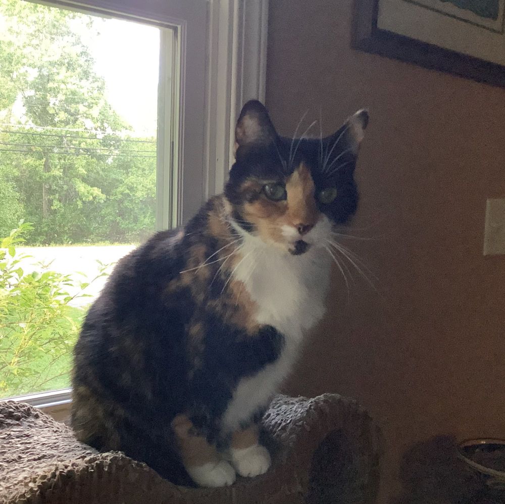 A calico cat sits primly on a cardboard throne. Behind her through a window is the sunny green world.