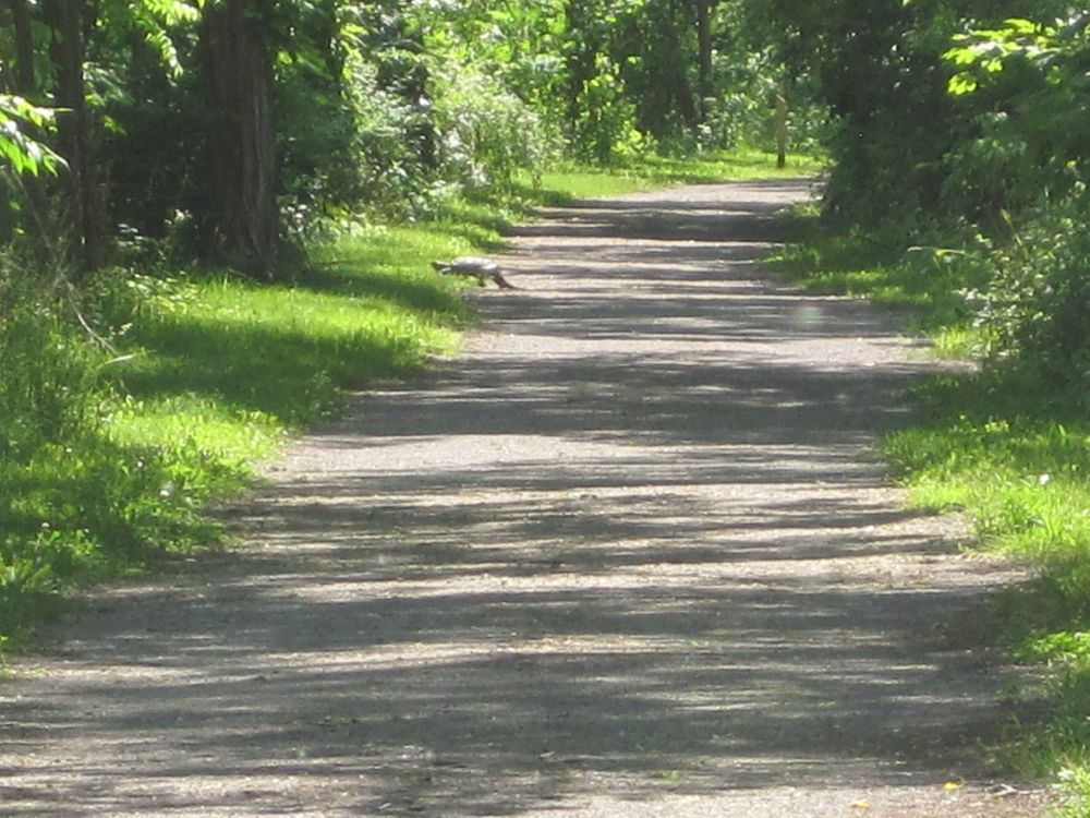 A wide gravel path lined on both sides with trees and grass.  The ground is sunny and shady in patches.  In the distance, a big old snapping turtle is lumbering off the trail to the left.