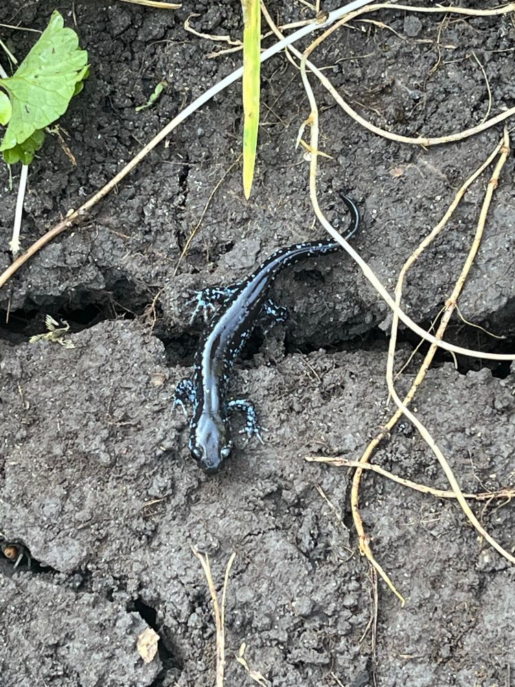 A small salamander with indigo skin and paler blue spots along its sides and on its legs.
