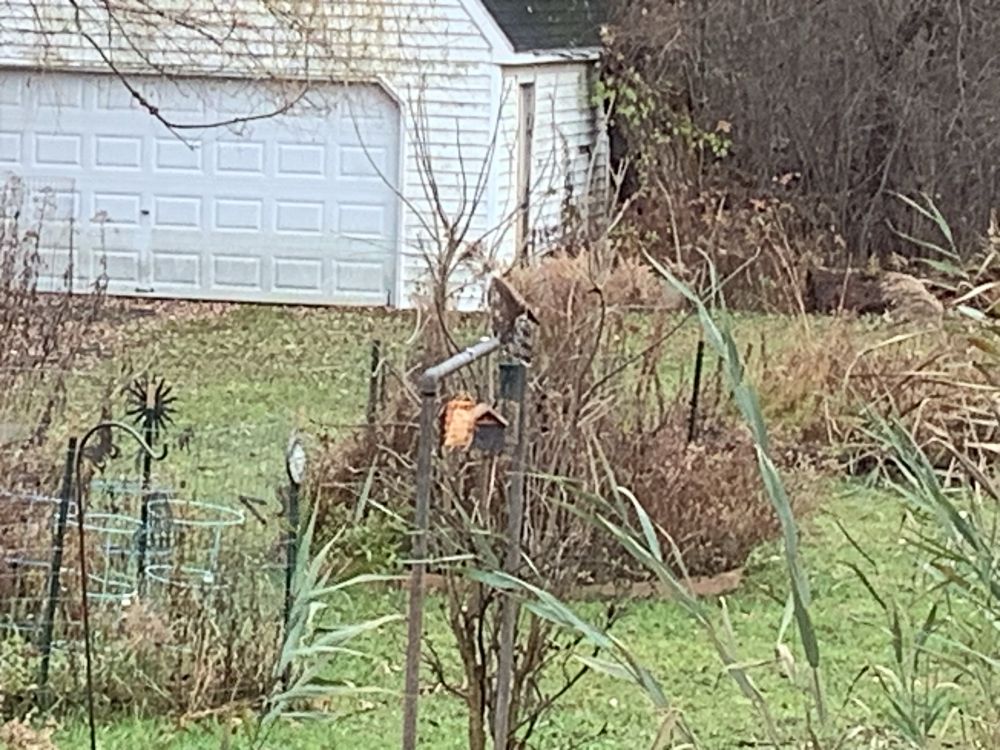 Somewhat blurry photo of a hawk perched atop a bar from which hang several bird feeders.