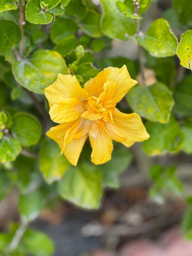 A yellow flower