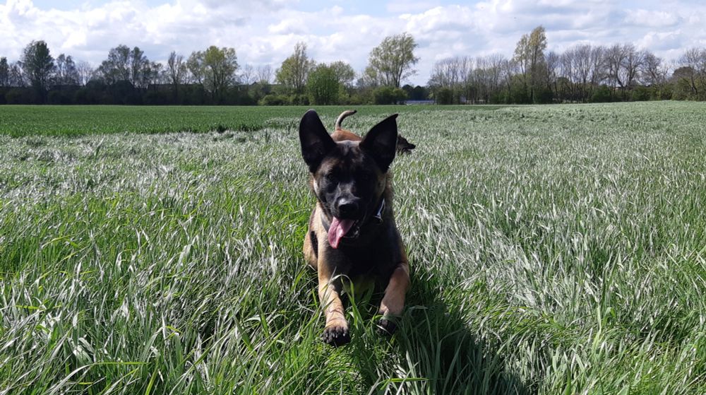Lady Ripples having a blast in the long grass.  