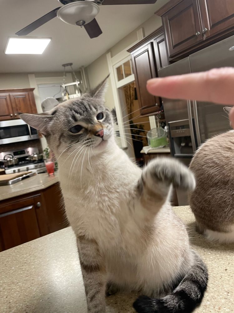 Cat looking angry while playing with human