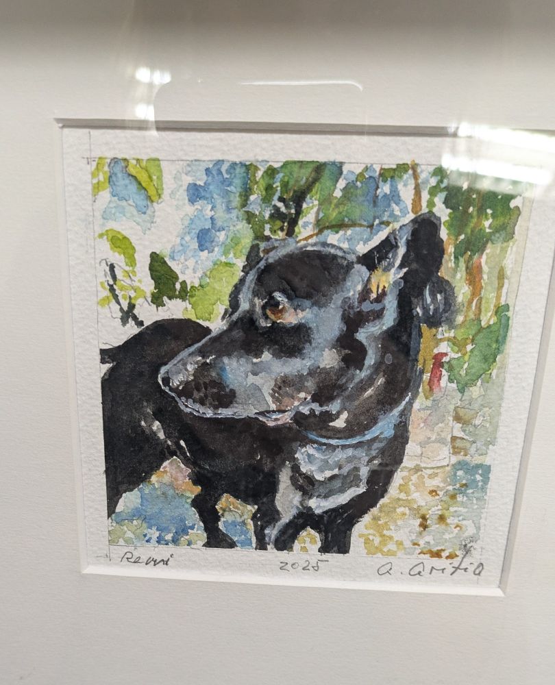 Dibujo en acuarela de mi Remi (si a estas alturas no sabes qué pinta tiene remi, espabila) ... Mini labrador negro con ojos marrones

