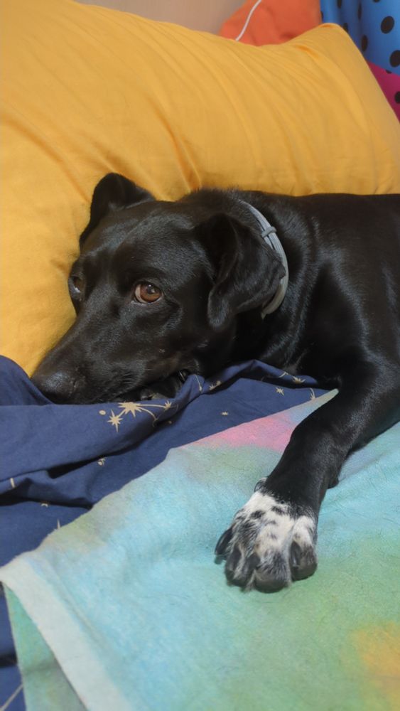 Mi remi acostaito en mi cama