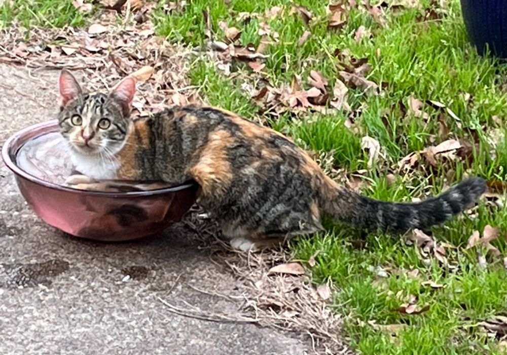 Photo of calico cat resting with her front legs entirely submerged in a large water dish while she looks at the camera.