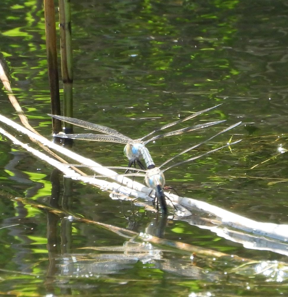 pair of Lesser Emperors ovipositing Cardiff Bay Wetlands 12th July 2025