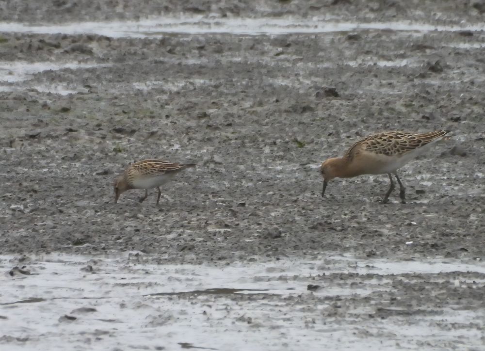Pectoral Sandpiper and Ruff
