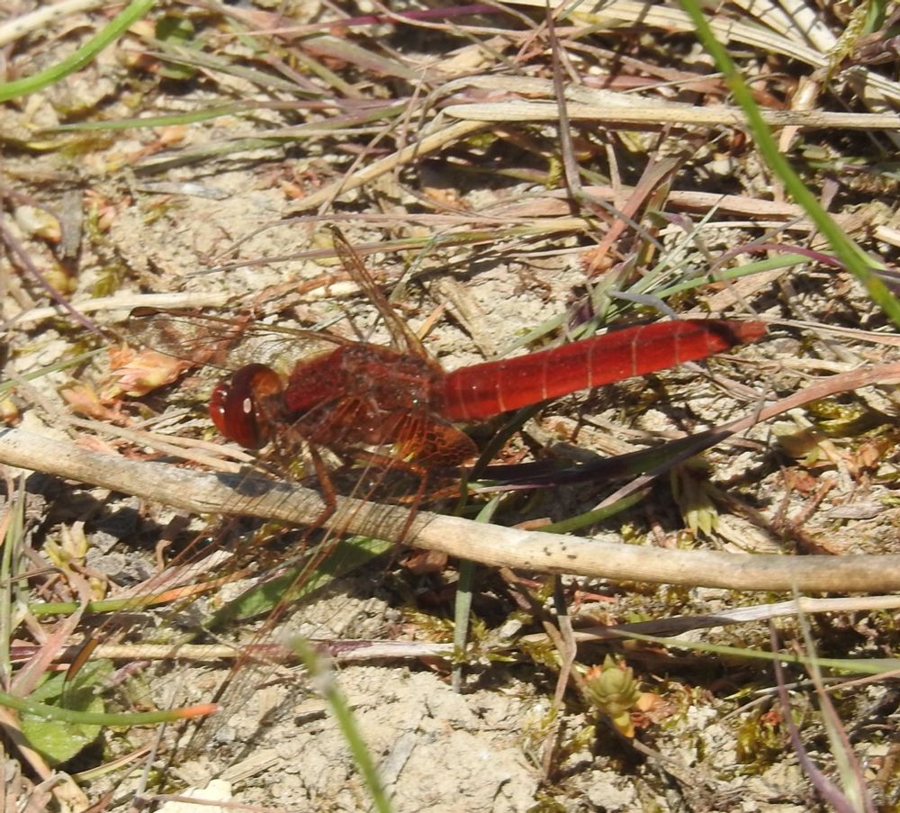 Scarlet Darter