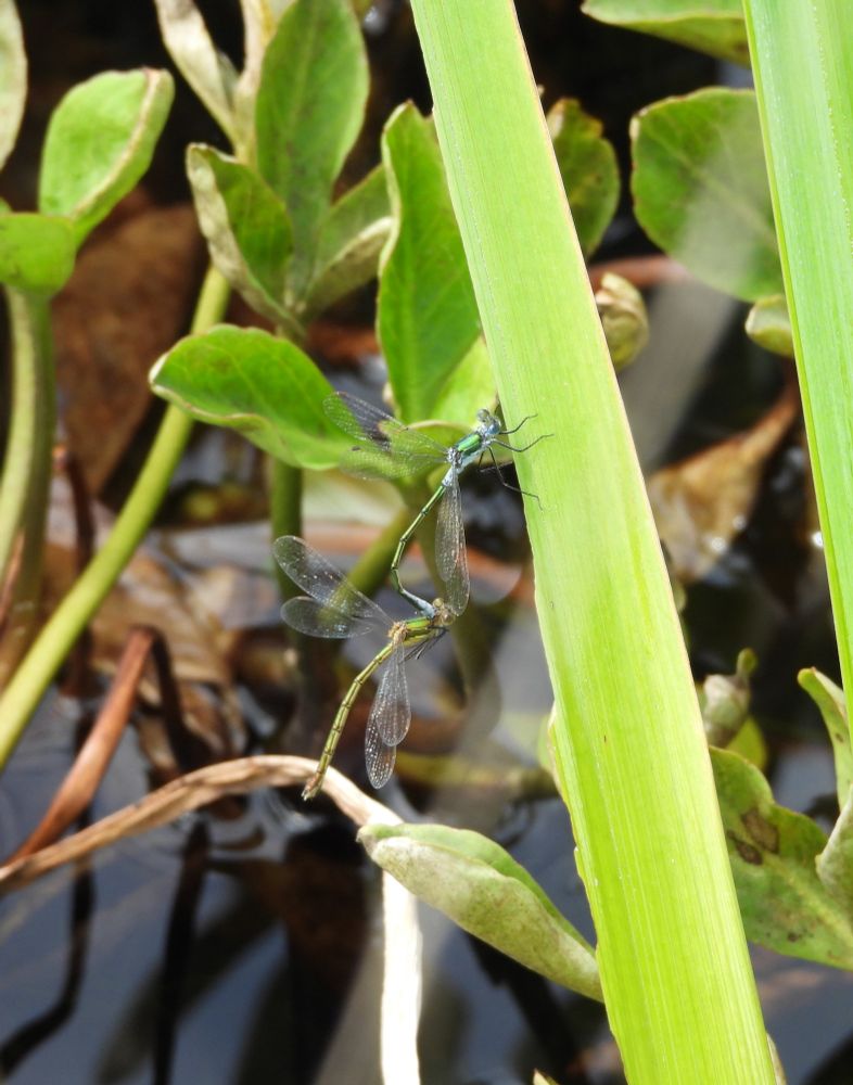 Pair of Emerald Damselfly Dowrog Common