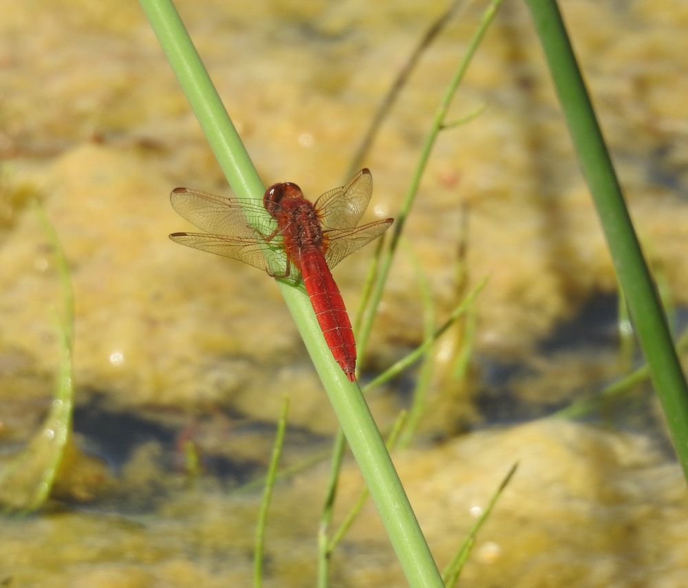 Scarlet Darter